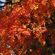 紅く燃え-いろはもみじ2