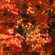 紅く燃え-いろはもみじ3