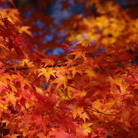 紅く燃え-いろはもみじ4
