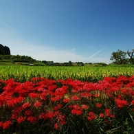 千早赤阪村2014秋