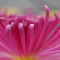 菊花スプラッシユ3
