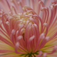 菊花スプラッシユ4