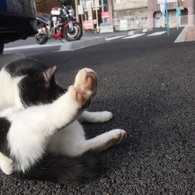 肉球触り放題の権利をやろう！