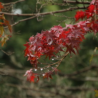 八坂神社　紅葉少し