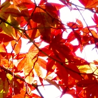 momiji-aka