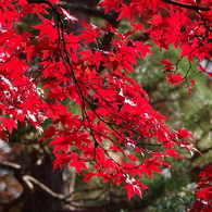 赤く紅くもっとあかく1