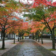 紅葉の参道