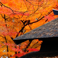 屋根と紅葉2
