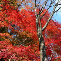 紅葉吉野8