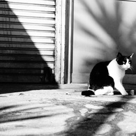 Hello〜モノクロCAT