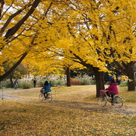 昭和記念公園 2014/11/16