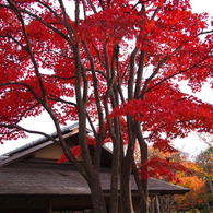 昭和記念公園 2014/11/16