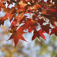 紅葉はじめ