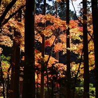 kongourinji　shiga