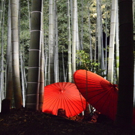 高台寺竹林