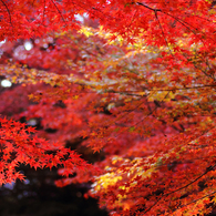 今日の紅葉2_14/11/23