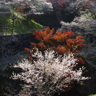 四季桜