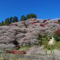 川見四季桜の里