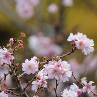 10月桜＾＾