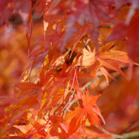 紅葉