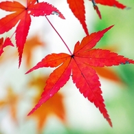 Autumn dances