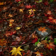 大洞院紅葉1