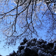 冬の青空