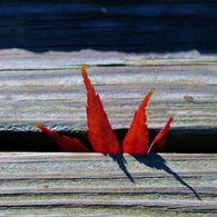 momiji