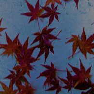 momiji