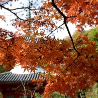 三瀧寺多宝塔と
