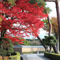 もみじの美しい相国寺