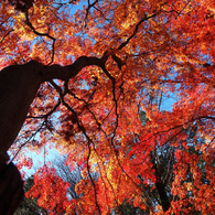 紅葉　昭和公園