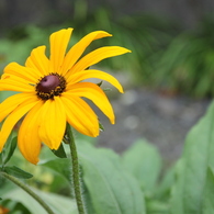 この花