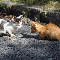 哲学の道の猫　その４