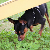 photo_4046114