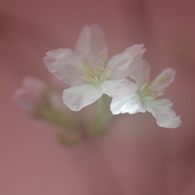 春を先駆けて-啓翁桜2