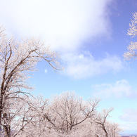 雪の華