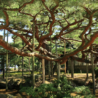 兼六園