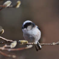 鳥撮銀座で-エナガ-