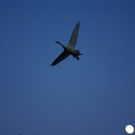 月夜の白鳥（夕暮れの白鳥シリーズ）