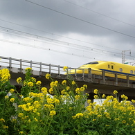 ドクターイエローとの遭遇２２（菜の花）
