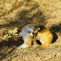 頭をかく猫