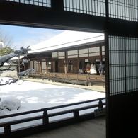 庭に咲く雪