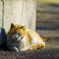ちどり公園の猫 2
