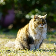 ちどり公園の猫 4