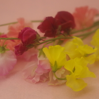 春色の花束1