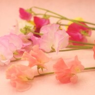 春色の花束-３改