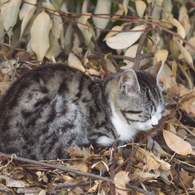 枯葉子猫