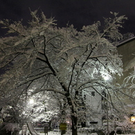 夜の公園風景