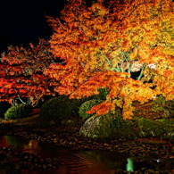 紅葉